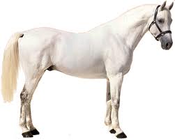 Vladimírský kůň
