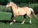 Camargský kůň